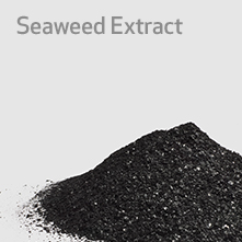 button-seaweed-extract