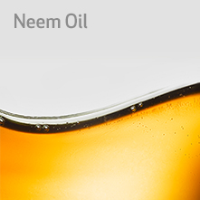 neel-oil-square